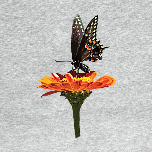 Zinnias - Black Swallowtail on Orange Zinnia by SusanSavad